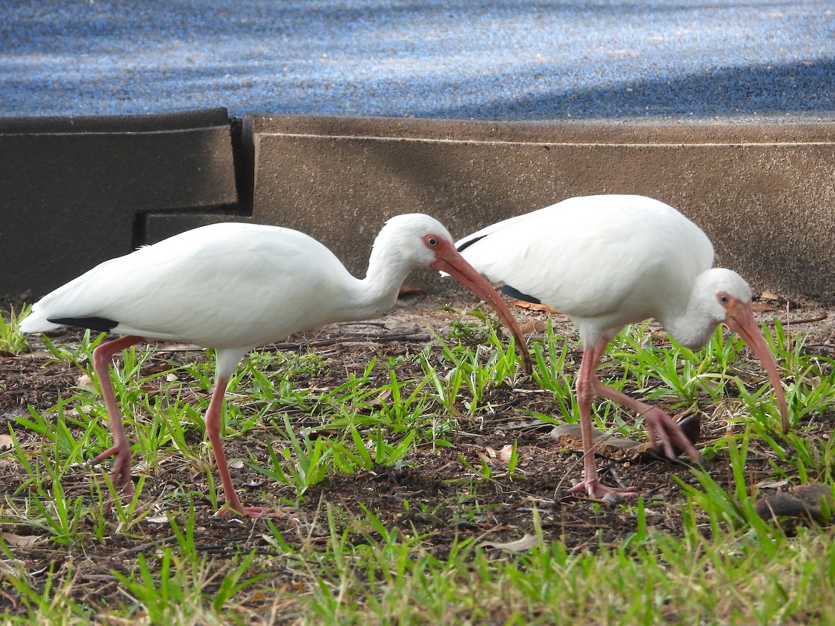 White Ibis - ML646823467