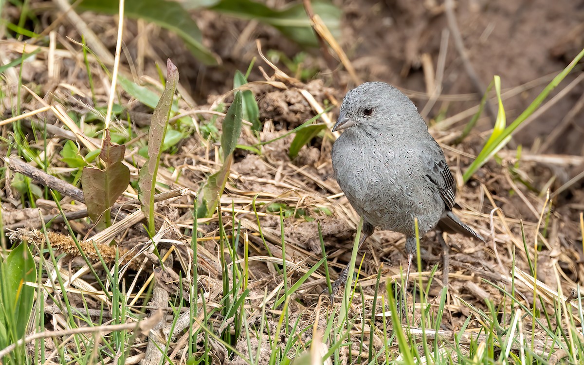 Haplospize gris-de-plomb - ML646823468