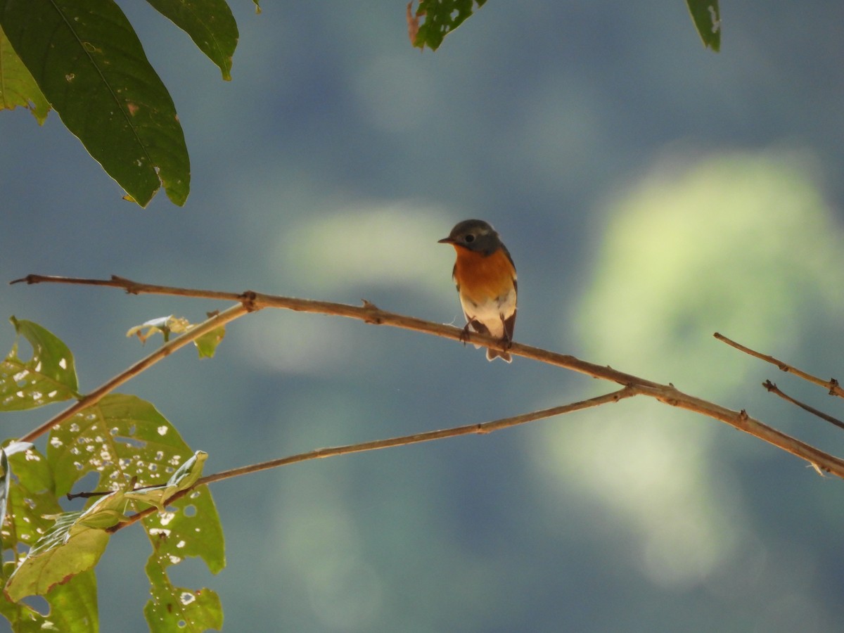 Mugimakischnäpper - ML646823469