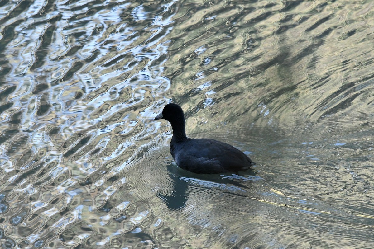 American Coot (Red-shielded) - ML646823473