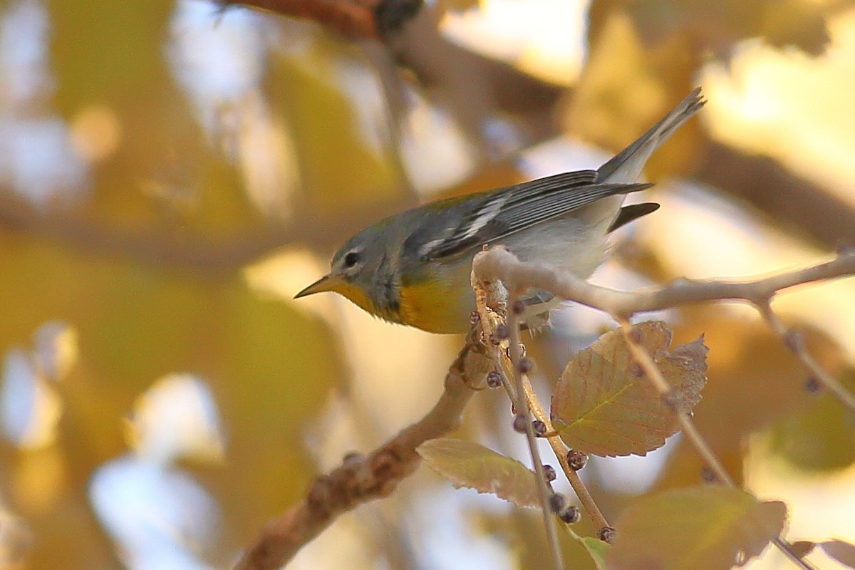 Northern Parula - ML646823474