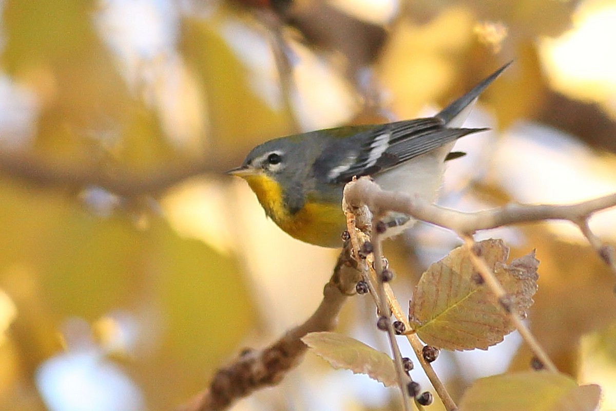 Northern Parula - ML646823475