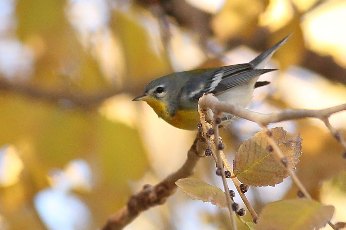 Northern Parula - ML646823476