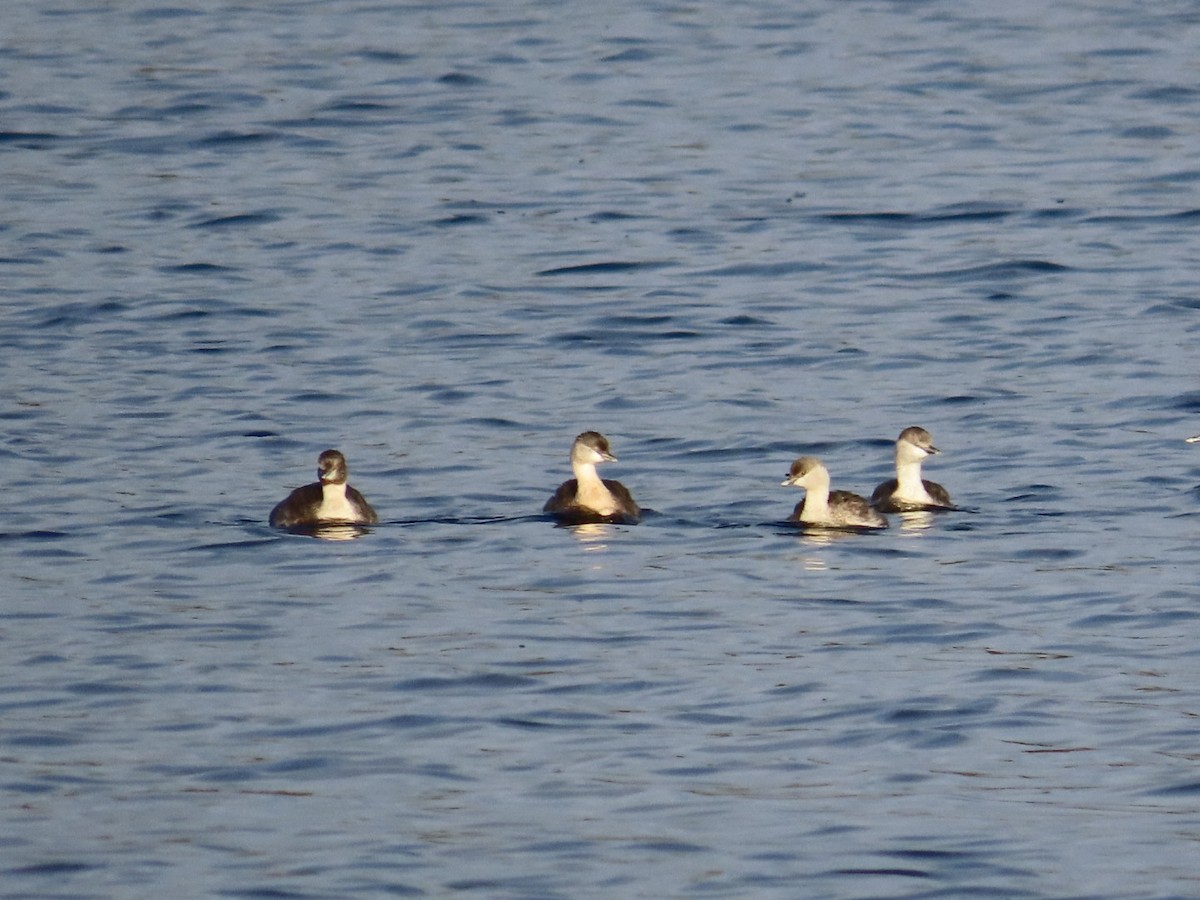 Zampullín Canoso - ML646823479