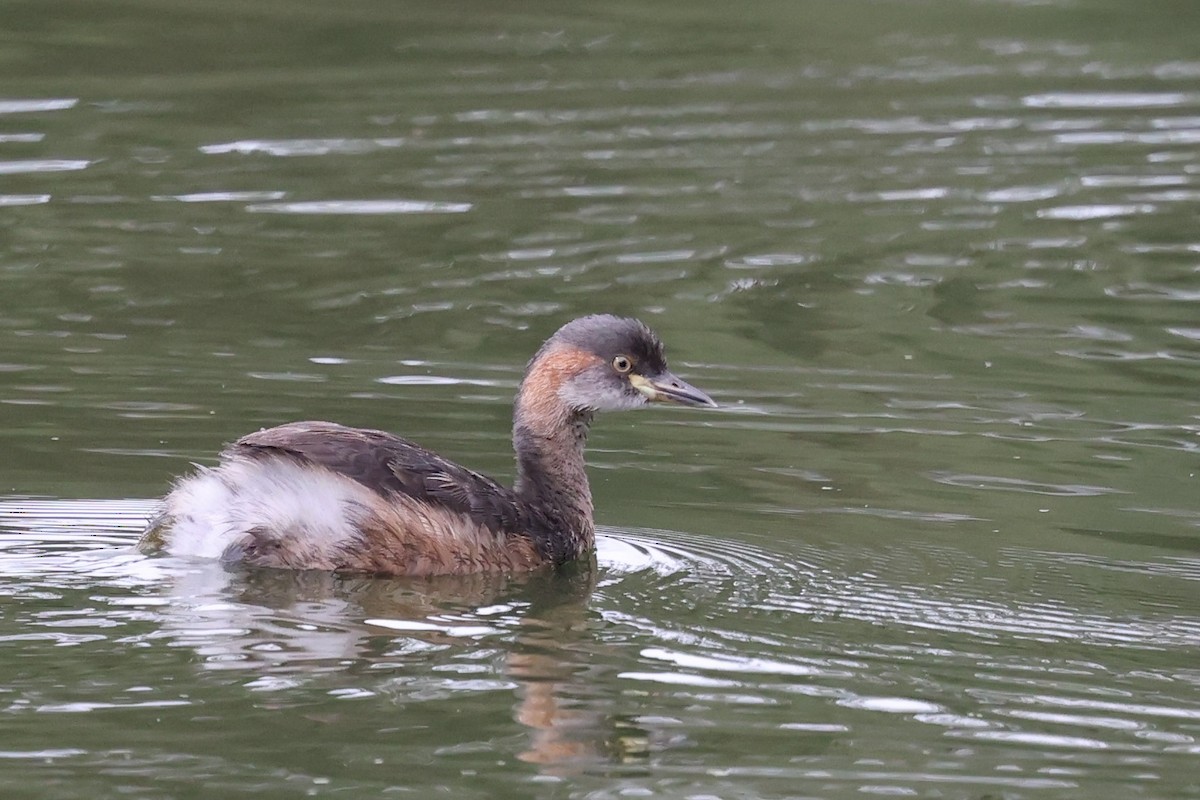 Australasian Grebe - ML646823501
