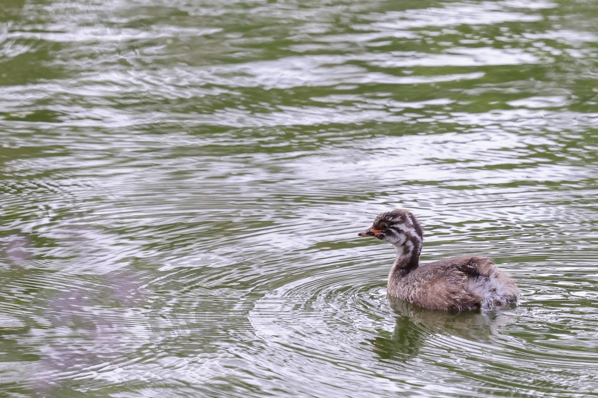 Australasian Grebe - ML646823502