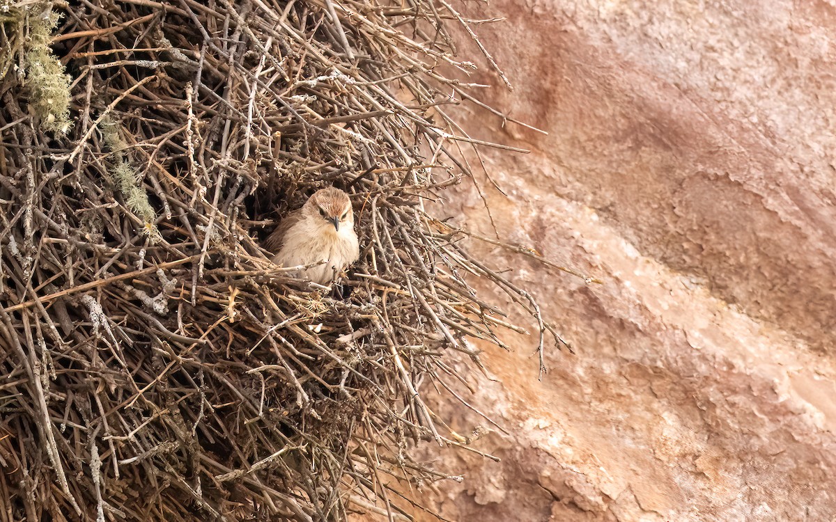 Streak-fronted Thornbird - ML646823503