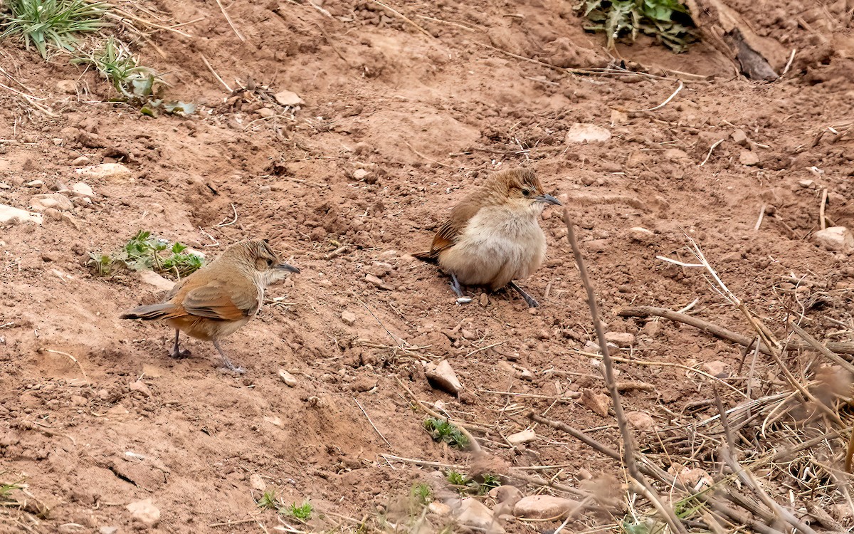 Streak-fronted Thornbird - ML646823504
