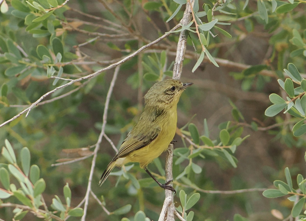 Yellow Thornbill - ML646823505