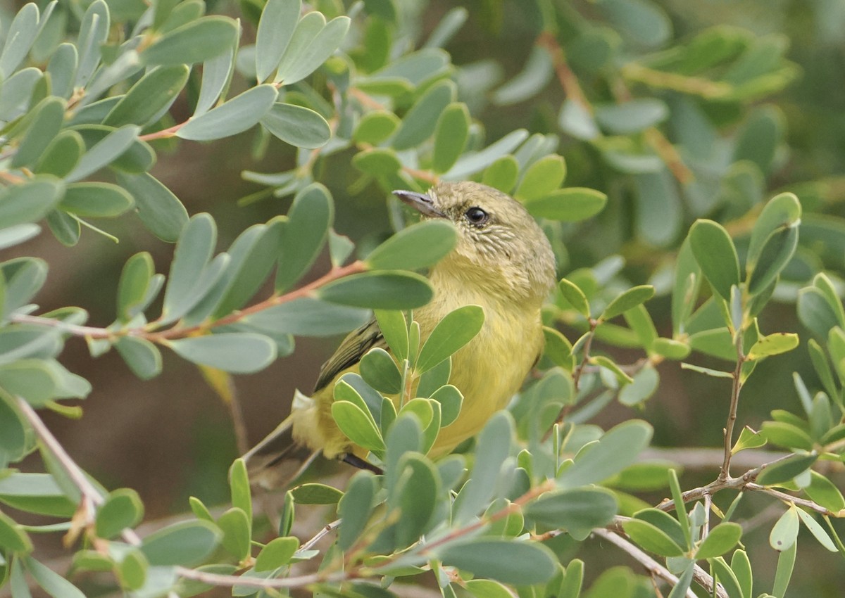 Yellow Thornbill - ML646823506