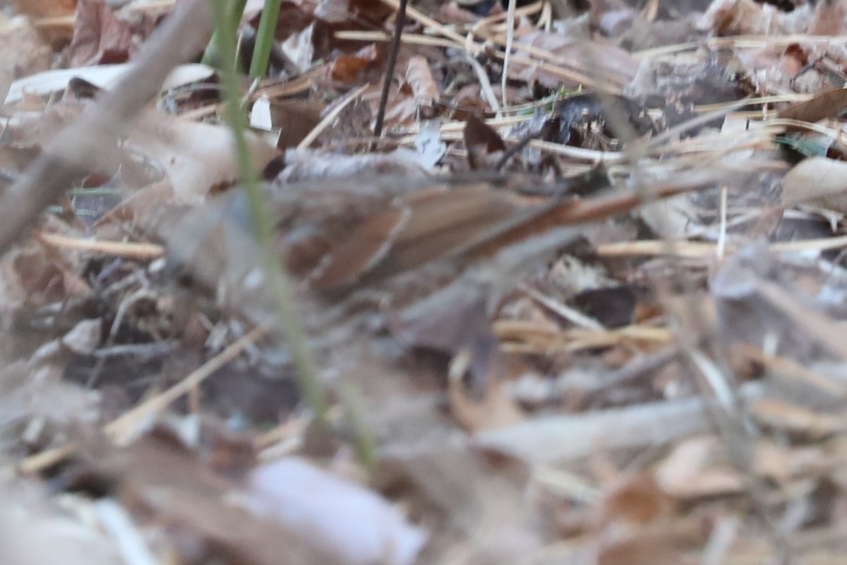 Fox Sparrow - ML646823507