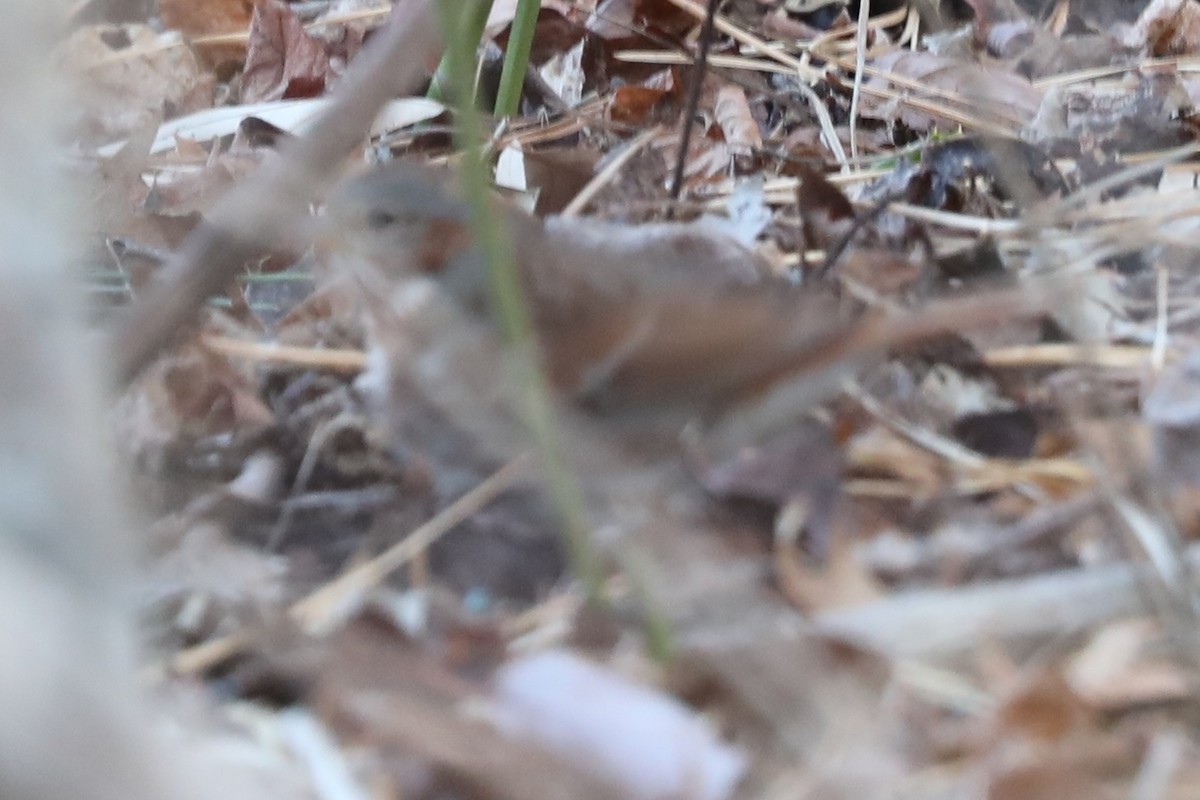 Fox Sparrow - ML646823508