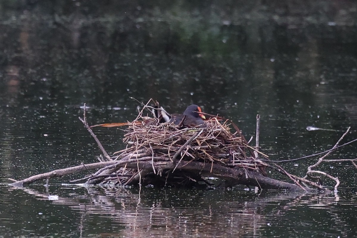 Dusky Moorhen - ML646823509