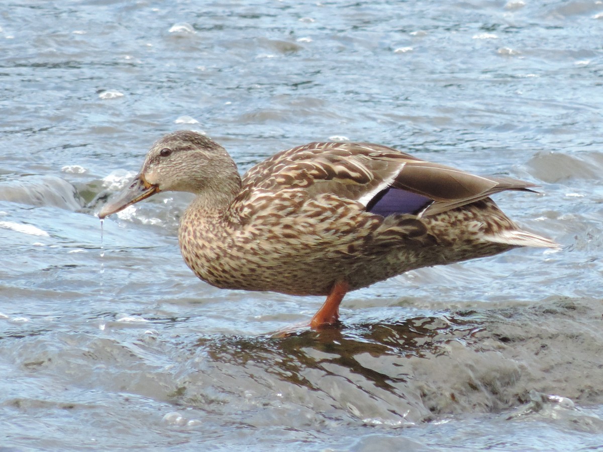 Mallard - Rich Brown