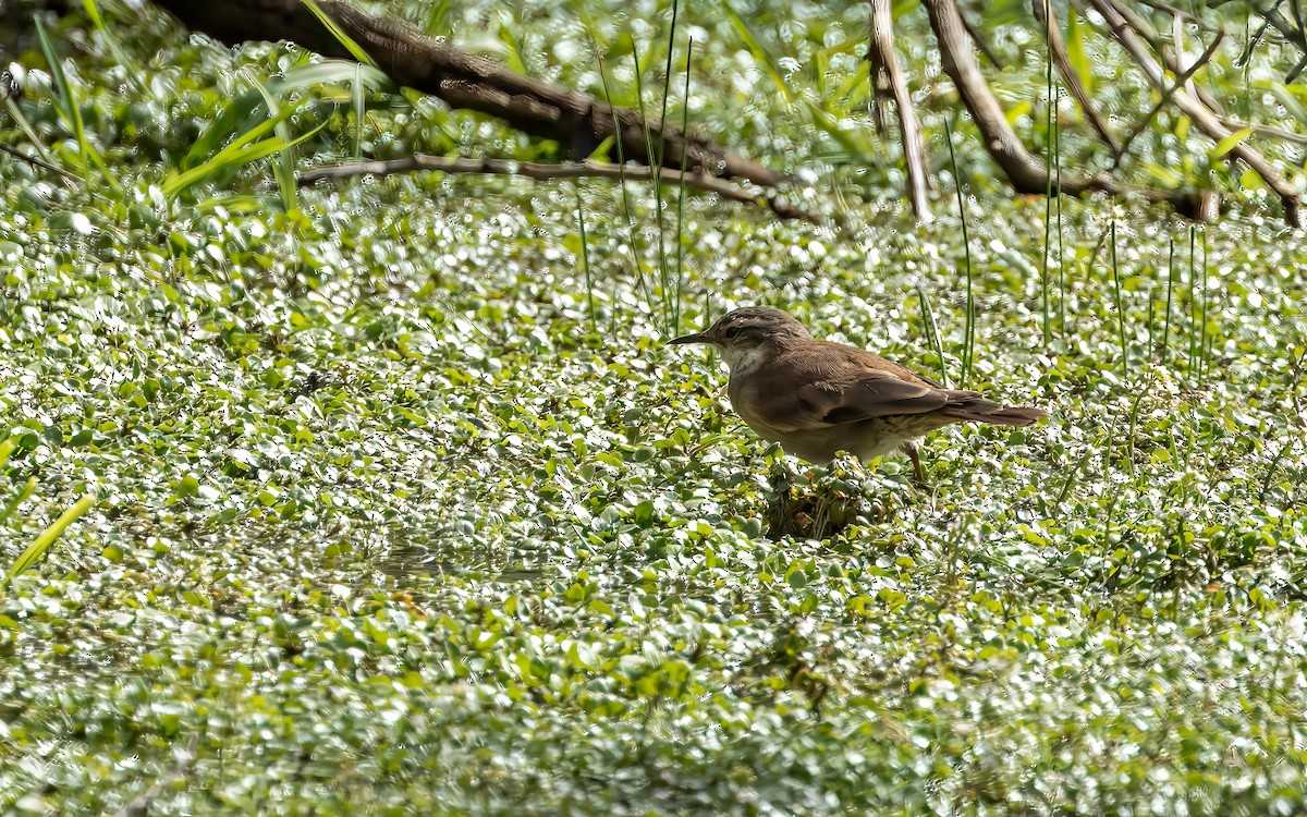 Cream-winged Cinclodes - ML646823512