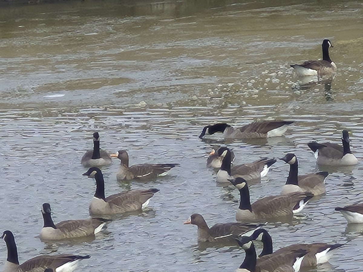 Canada Goose - ML646823517