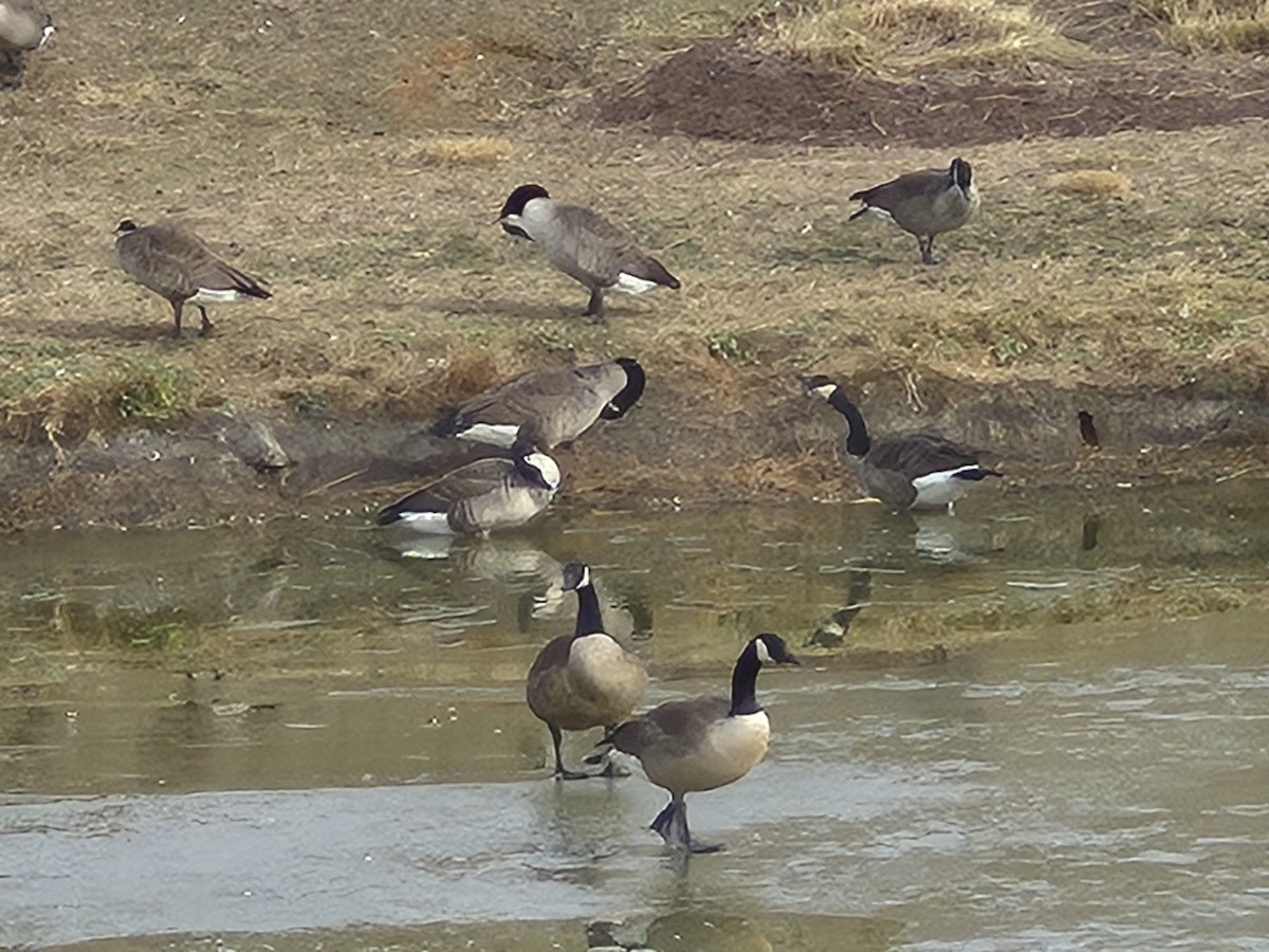 Canada Goose - ML646823518