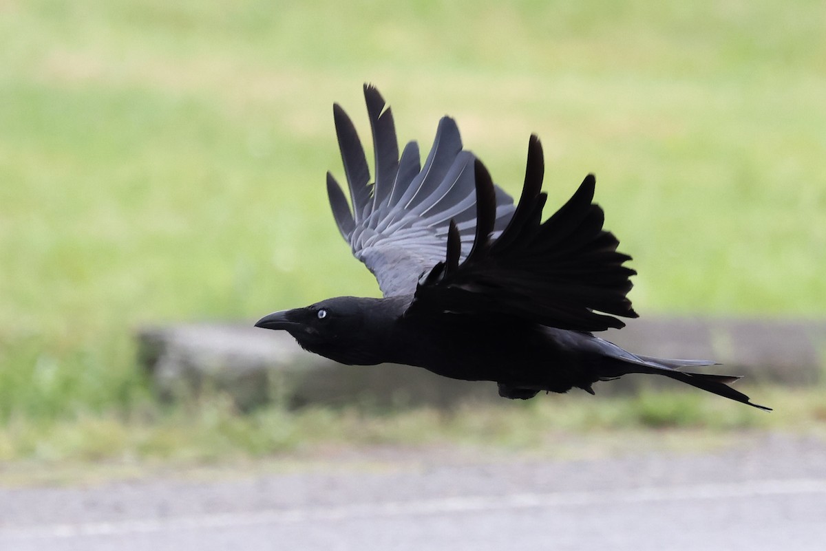 Torresian Crow - ML646823521