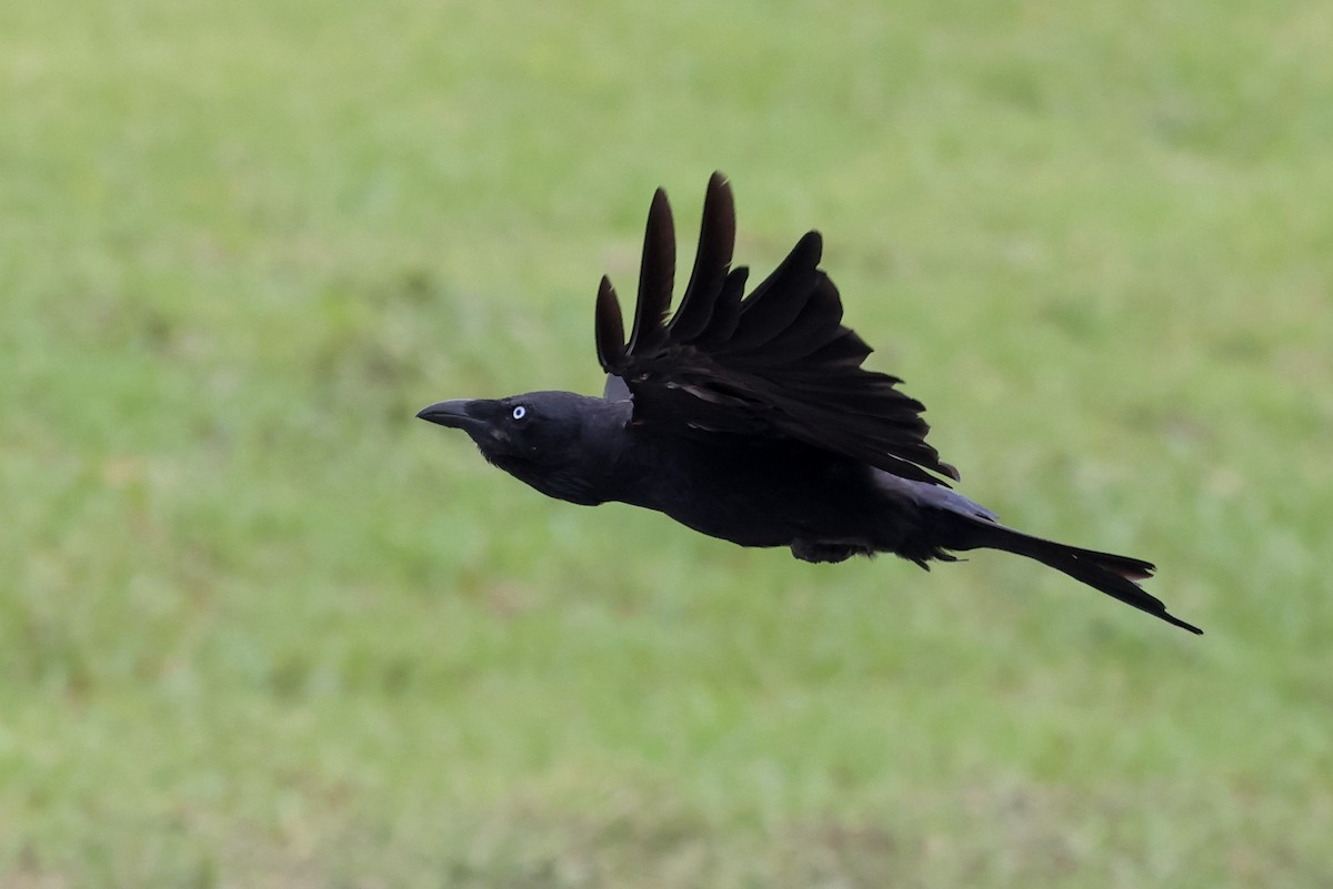 Torresian Crow - ML646823522