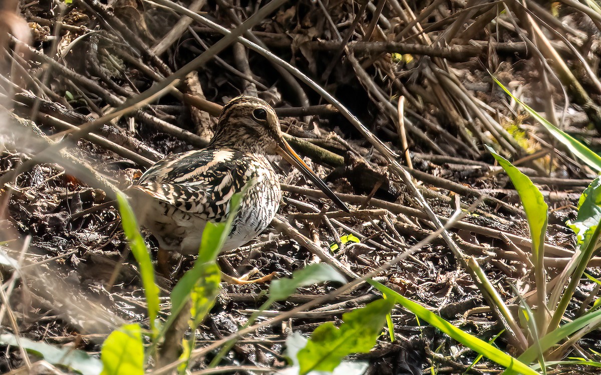 Puna Snipe - ML646823529