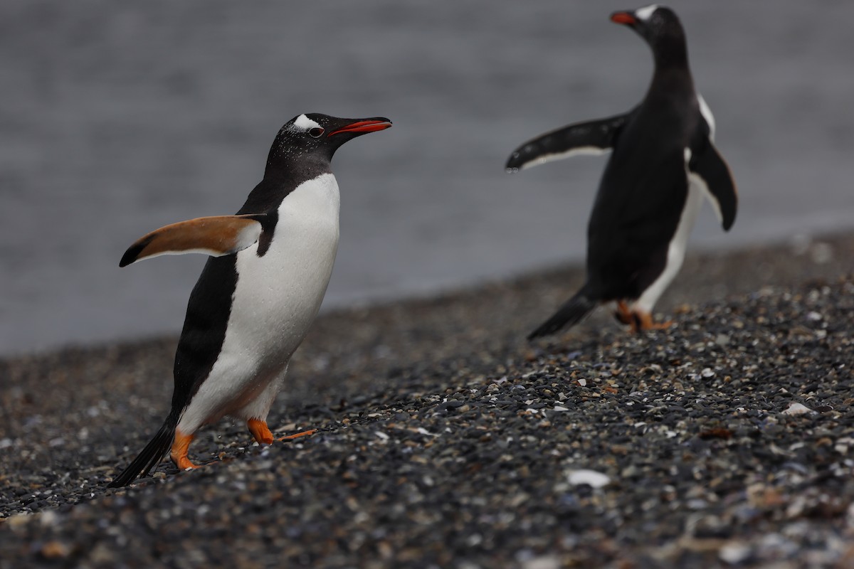 Gentoo Penguin - ML646823530