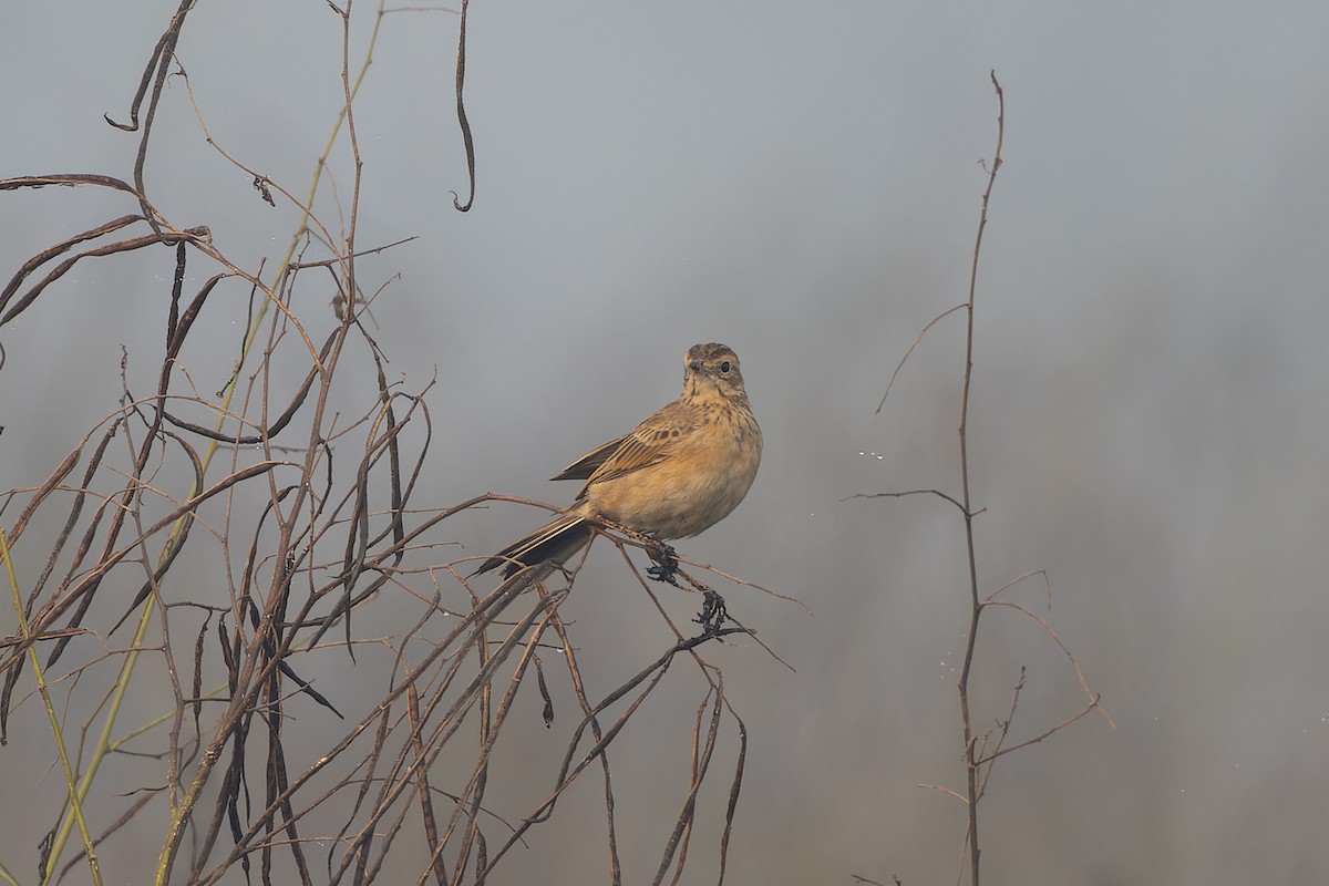 Richard's Pipit - ML646823531