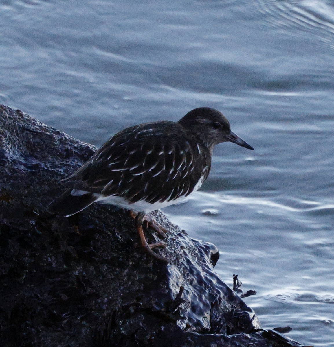 Harri-iraulari iluna - ML646823532