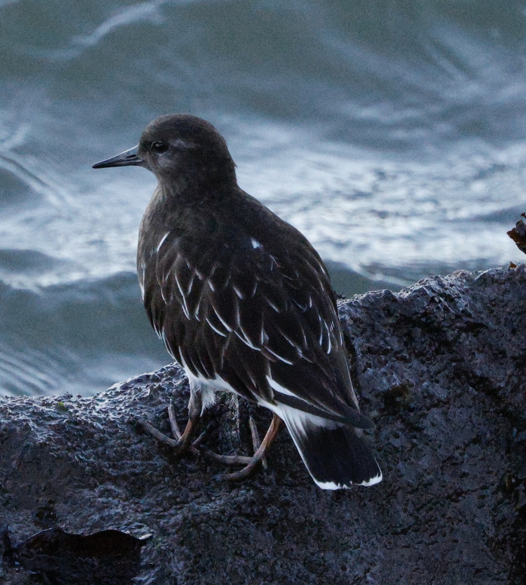 Harri-iraulari iluna - ML646823533