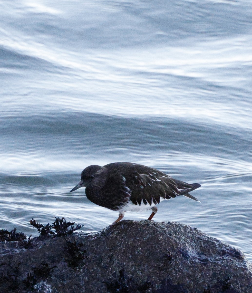 Harri-iraulari iluna - ML646823534