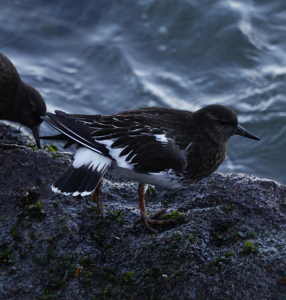 Harri-iraulari iluna - ML646823535