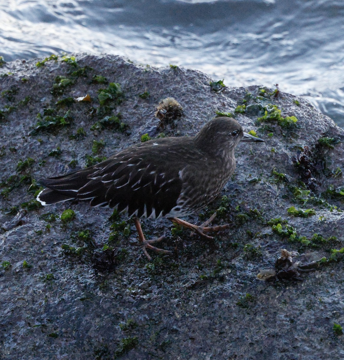 Harri-iraulari iluna - ML646823536