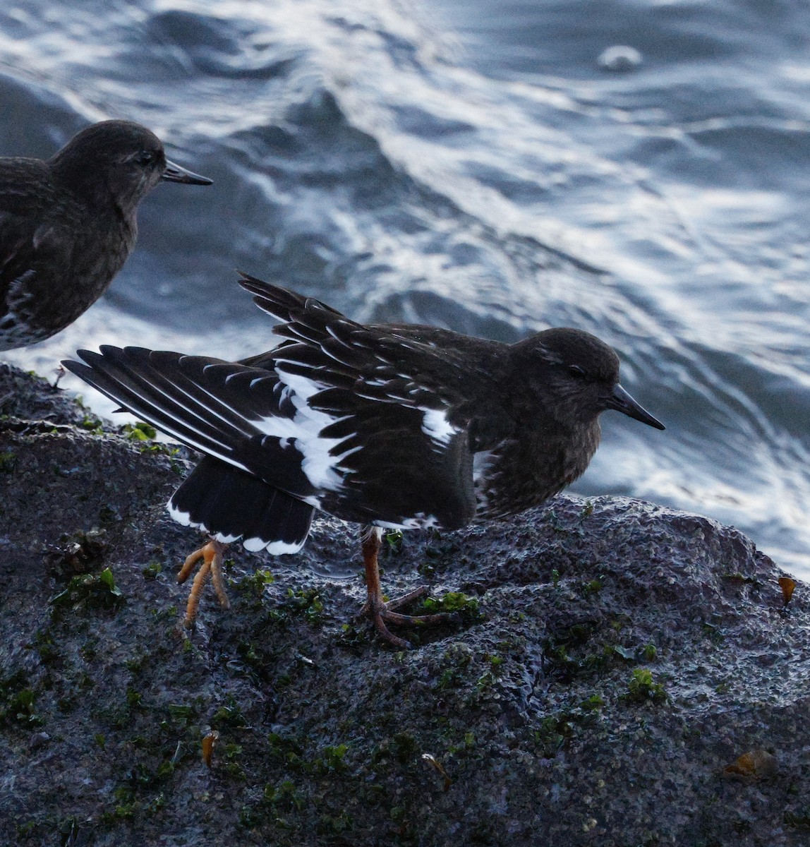 Harri-iraulari iluna - ML646823537