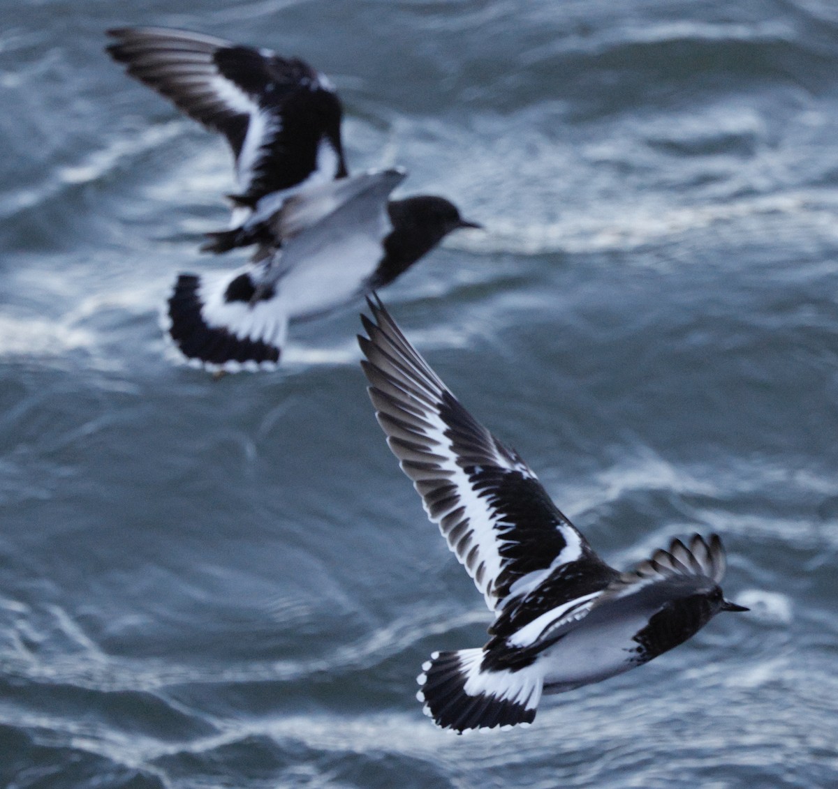 Harri-iraulari iluna - ML646823538