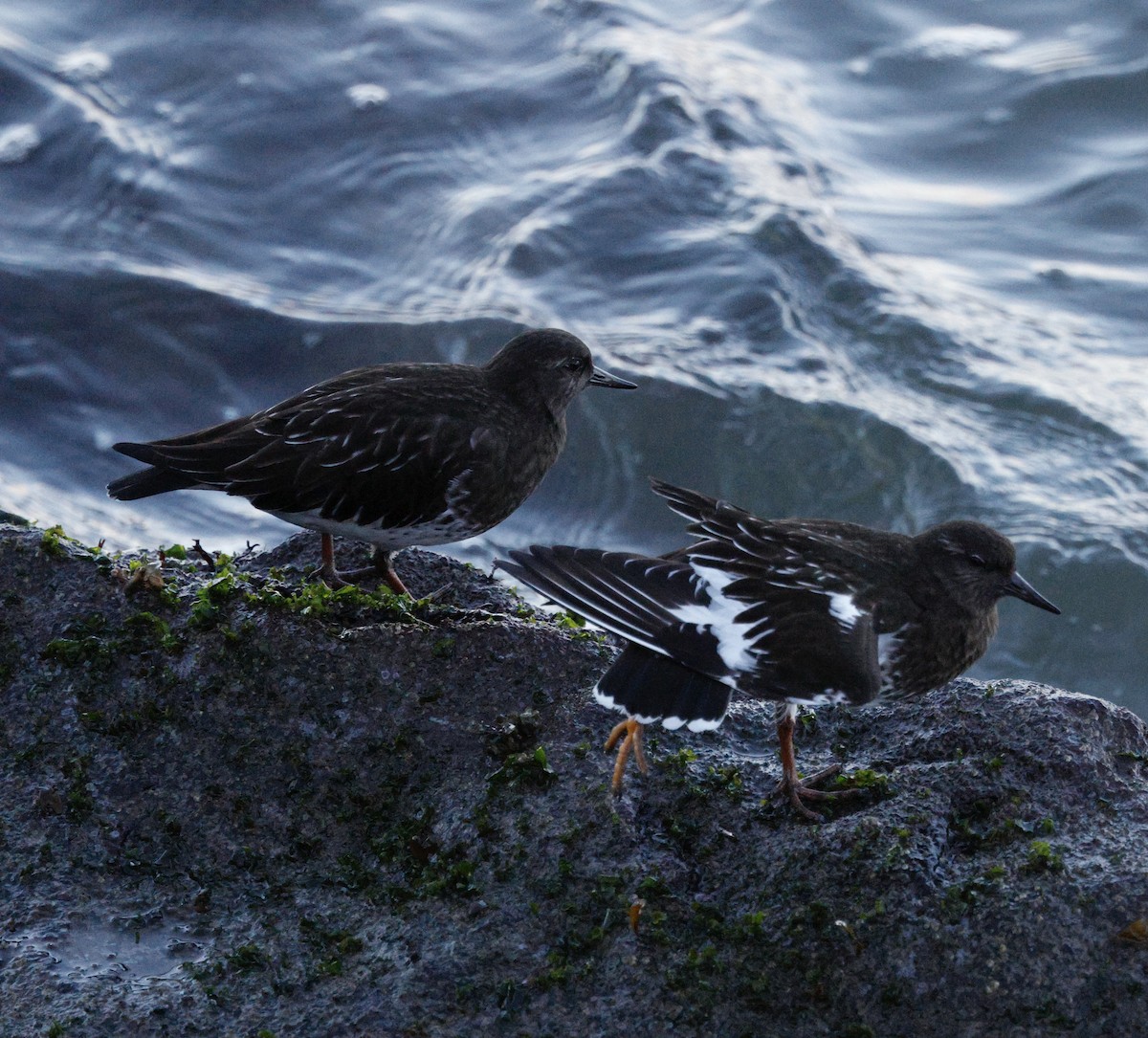 Harri-iraulari iluna - ML646823539