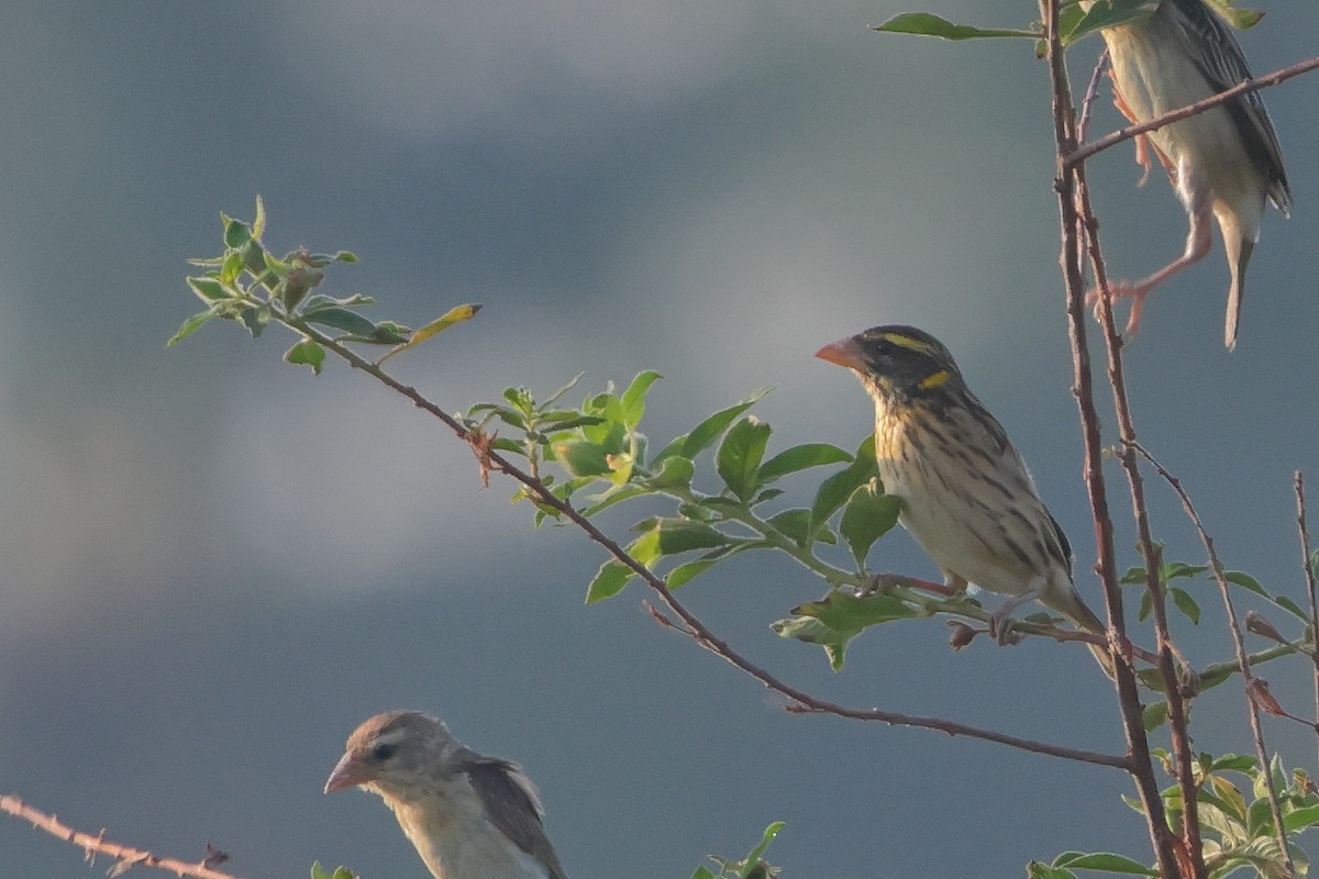 Streaked Weaver - ML646823540