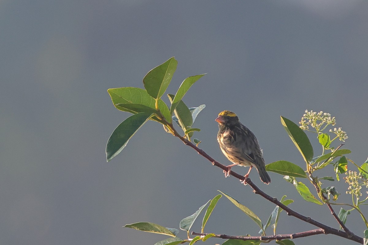 Streaked Weaver - ML646823541