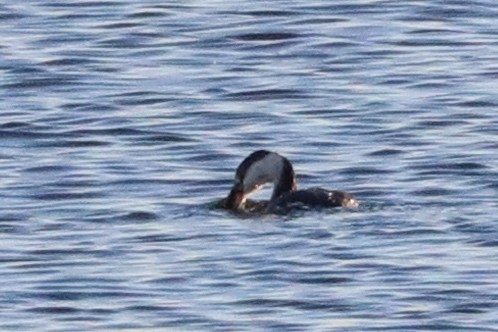 Horned Grebe - ML646823542