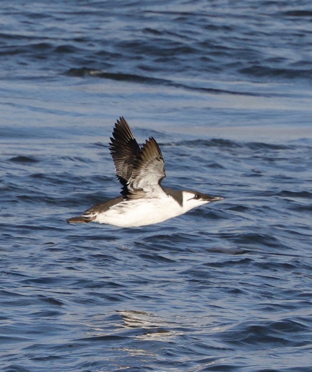 Arao Común - ML646823546