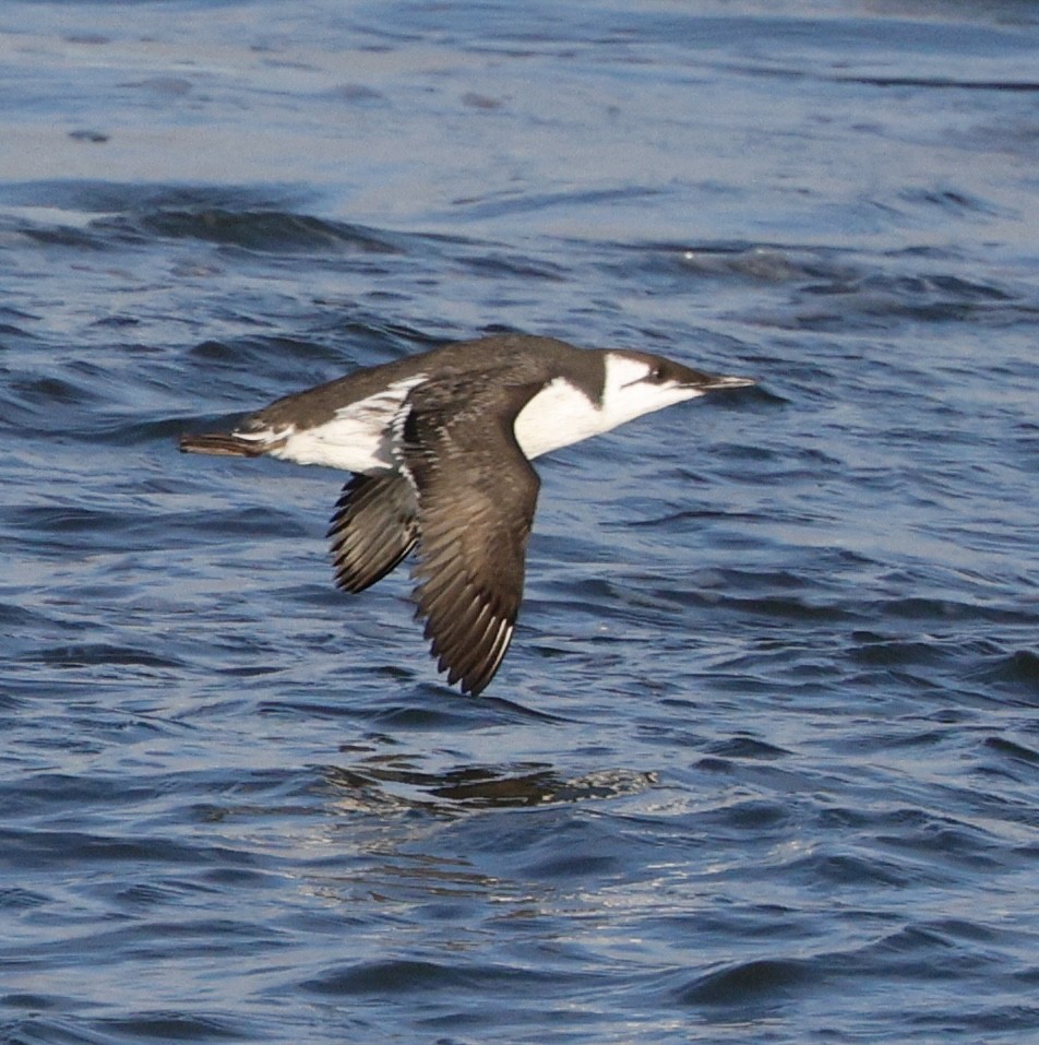 Arao Común - ML646823547