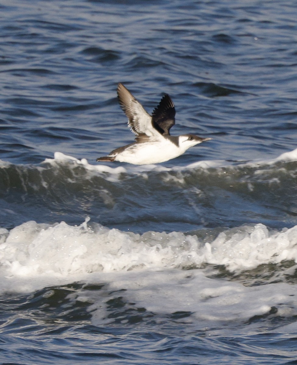 Arao Común - ML646823548