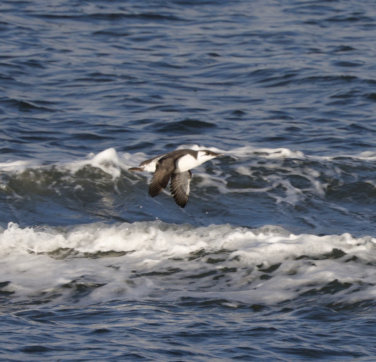 Arao Común - ML646823549