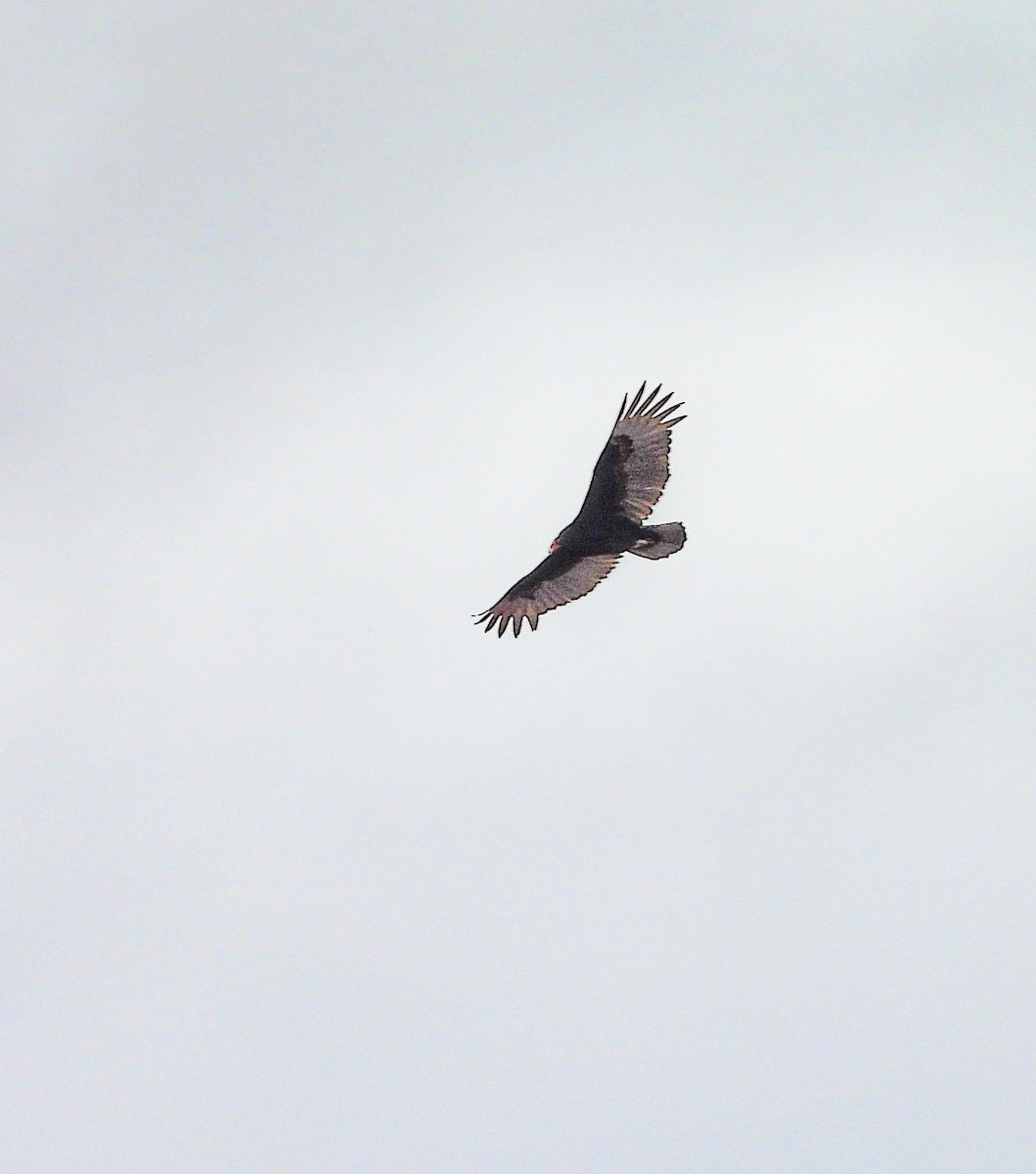 Turkey Vulture - ML646823550