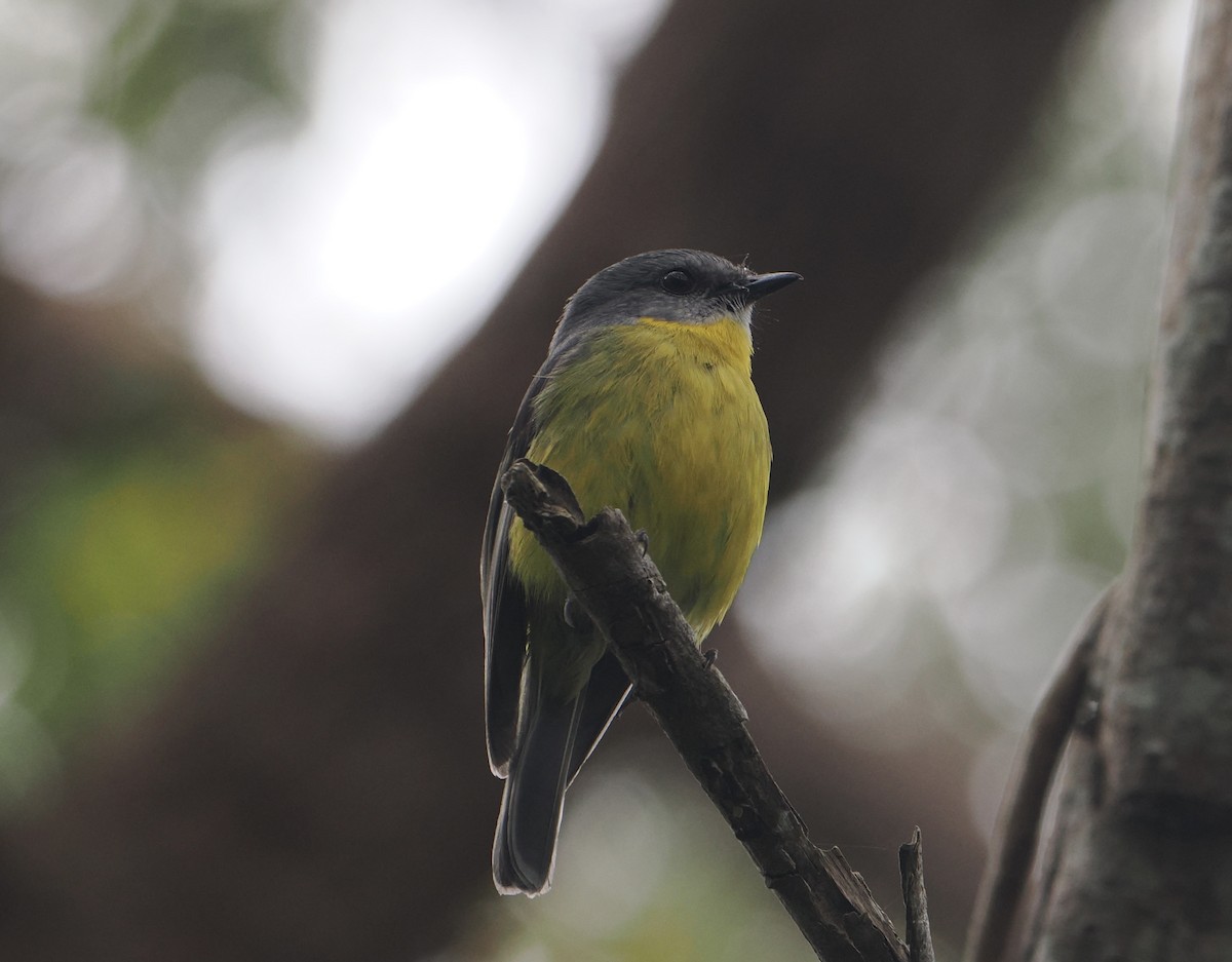 Doğulu Sarı Bülbül - ML646823551