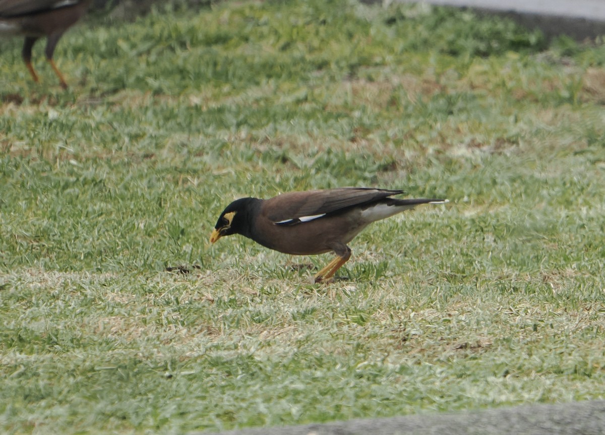 Common Myna - ML646823552