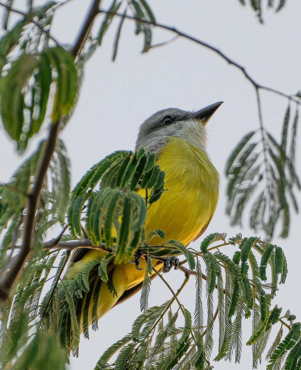 Texaskönigstyrann - ML646823553