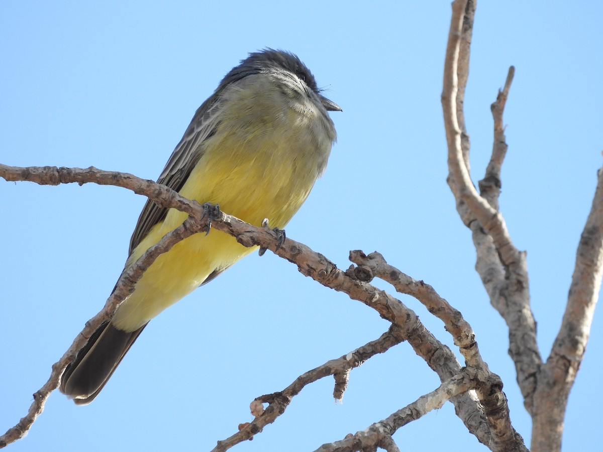 Cassin's Kingbird - ML646823554