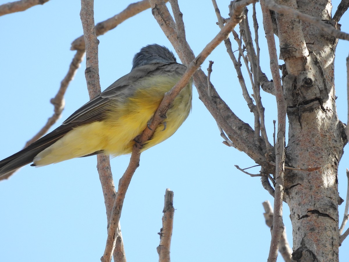 Cassin's Kingbird - ML646823555