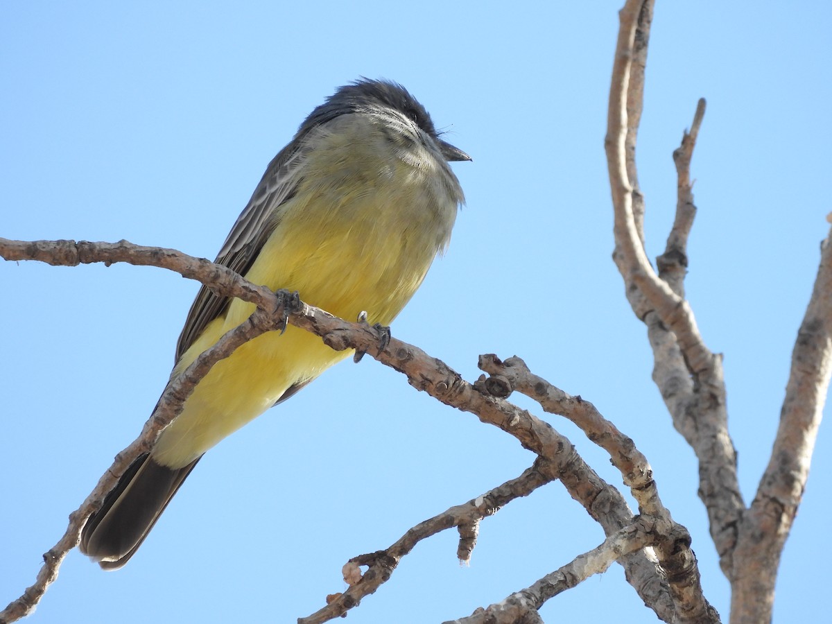 Cassin's Kingbird - ML646823556