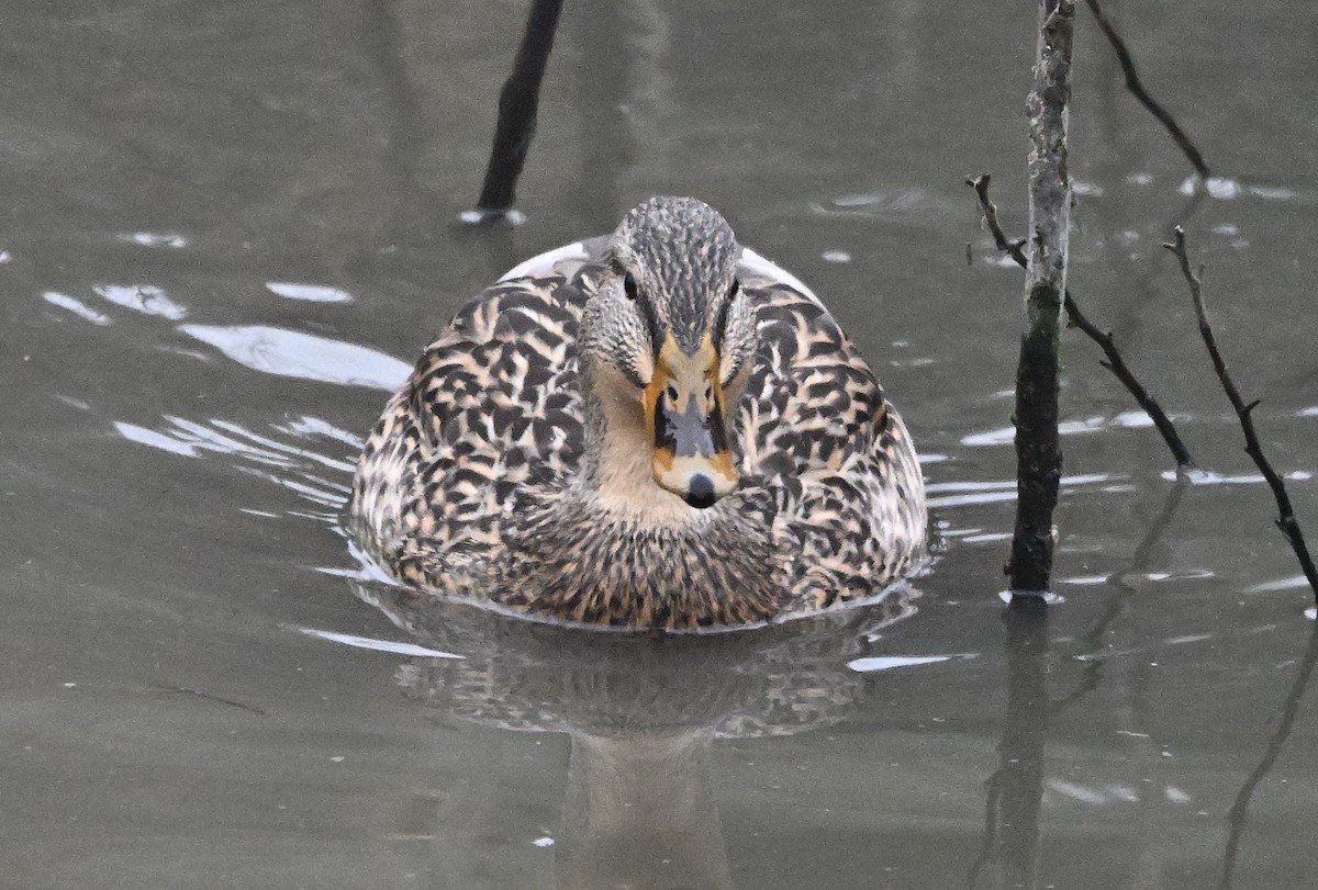 Mallard - ML646823557