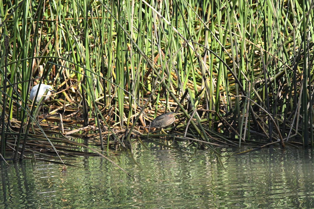 Green Heron - ML646823558